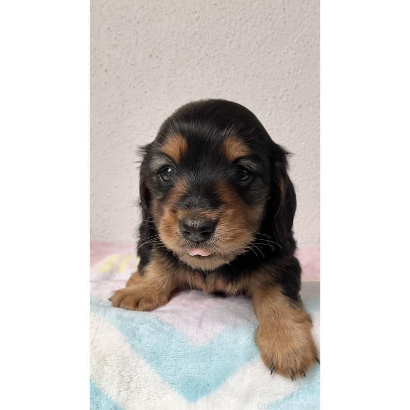 販売中の沖縄県のミニチュアダックスフンド(ロングヘアード)-447969の5枚目