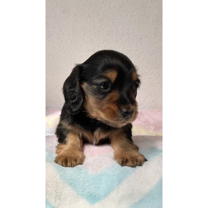 販売中の沖縄県のミニチュアダックスフンド(ロングヘアード)-447969の4枚目