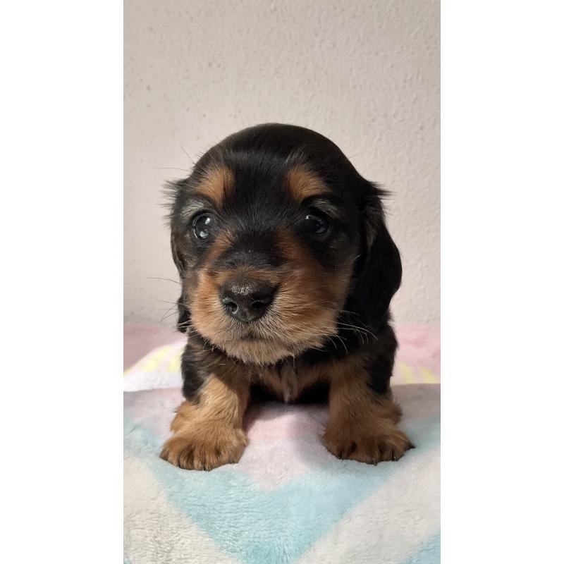 販売中の沖縄県のミニチュアダックスフンド(ロングヘアード)-447969の3枚目