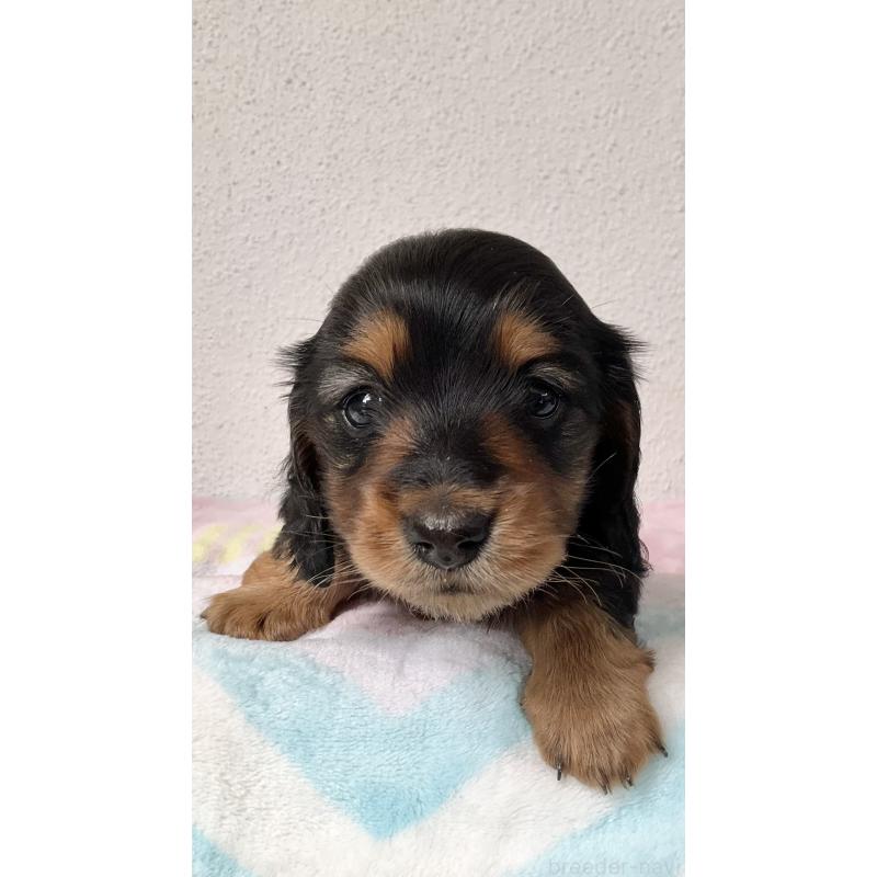 販売中の沖縄県のミニチュアダックスフンド(ロングヘアード)-447969の2枚目