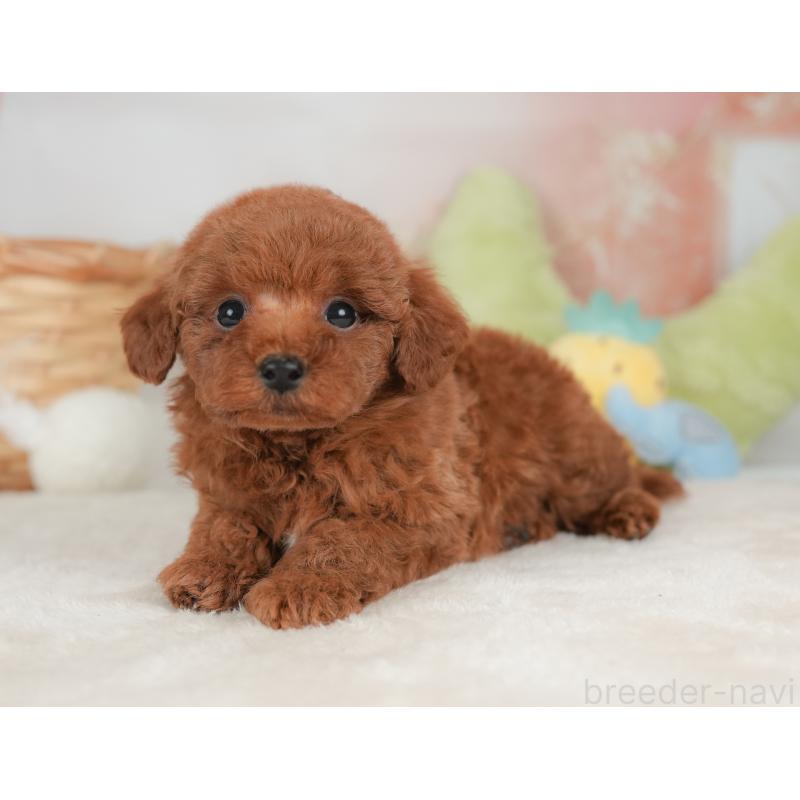 販売中の栃木県のトイプードル-448239