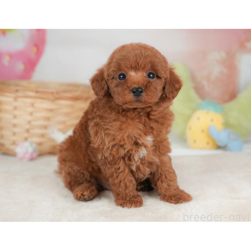 販売中の栃木県のトイプードル-448239の12枚目