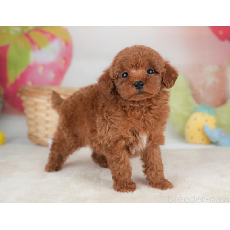 販売中の栃木県のトイプードル-448239の11枚目