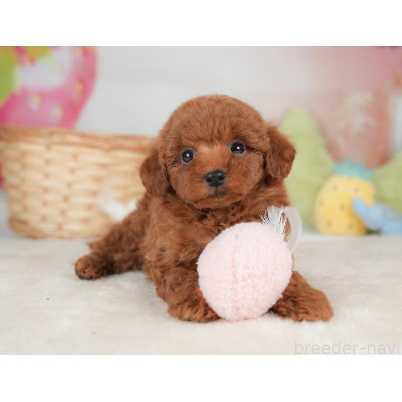 販売中の栃木県のトイプードル-448239の10枚目