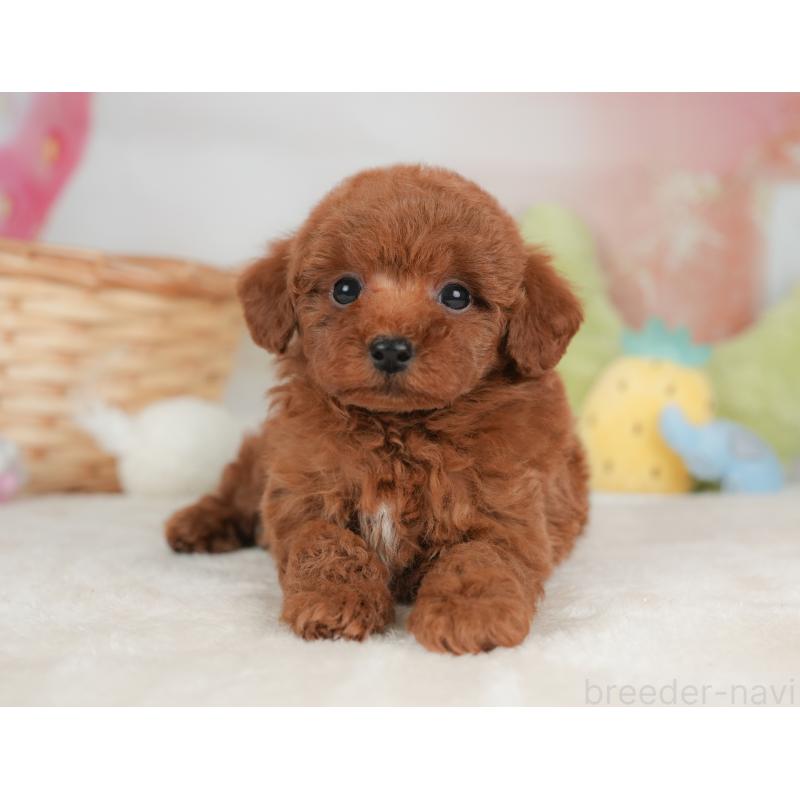 販売中の栃木県のトイプードル-448239の8枚目