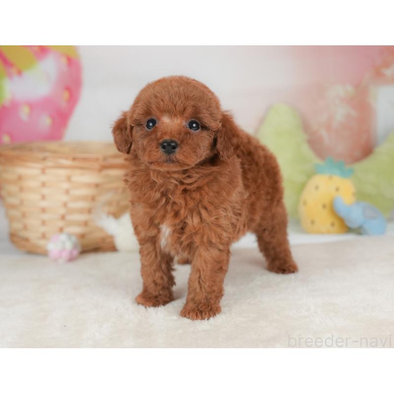 販売中の栃木県のトイプードル-448239の7枚目