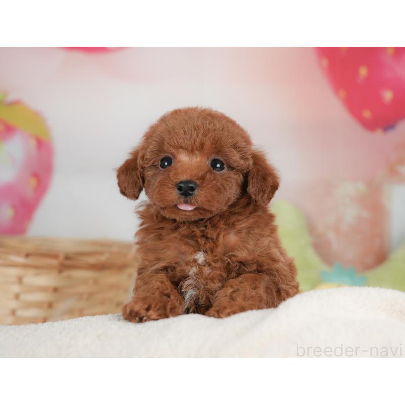 販売中の栃木県のトイプードル-448239の6枚目