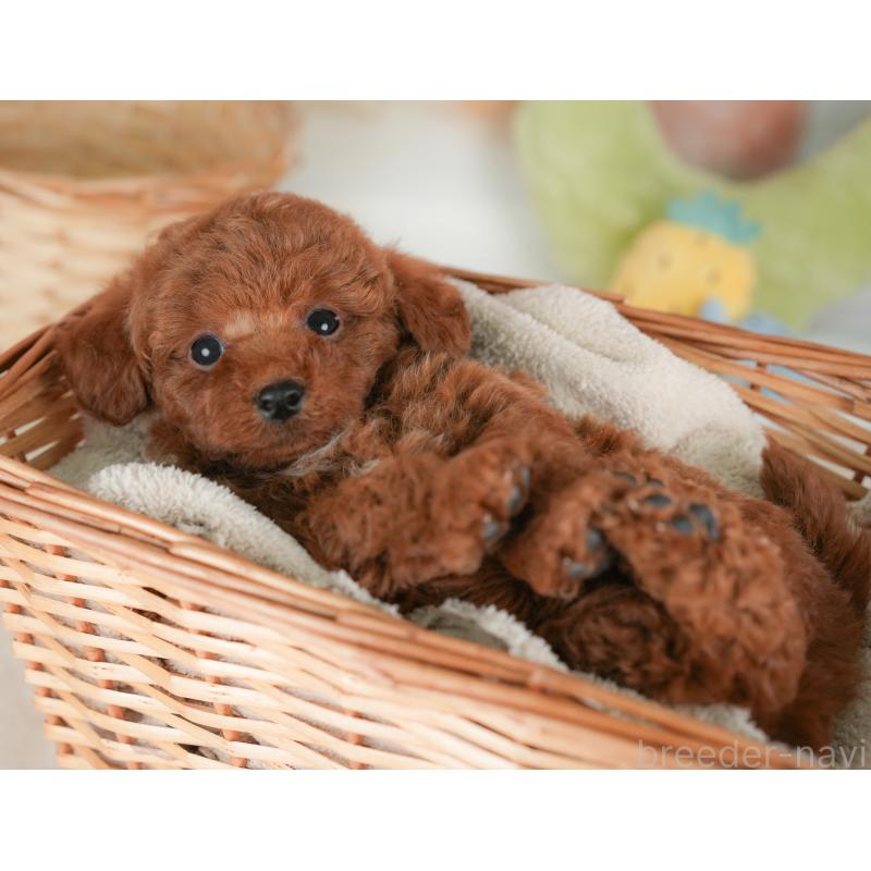 販売中の栃木県のトイプードル-448239の5枚目