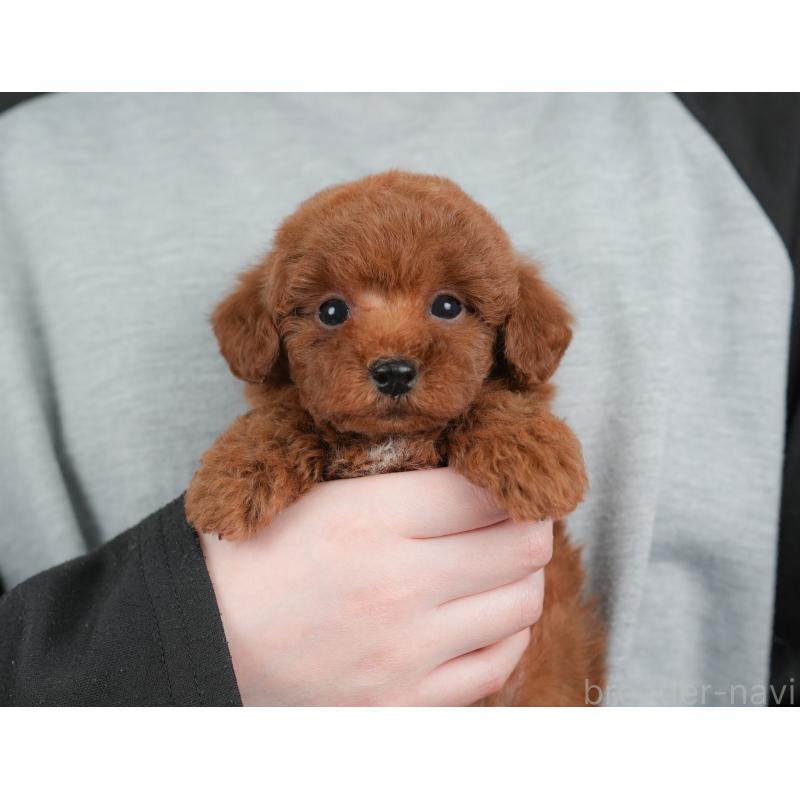 販売中の栃木県のトイプードル-448239の4枚目