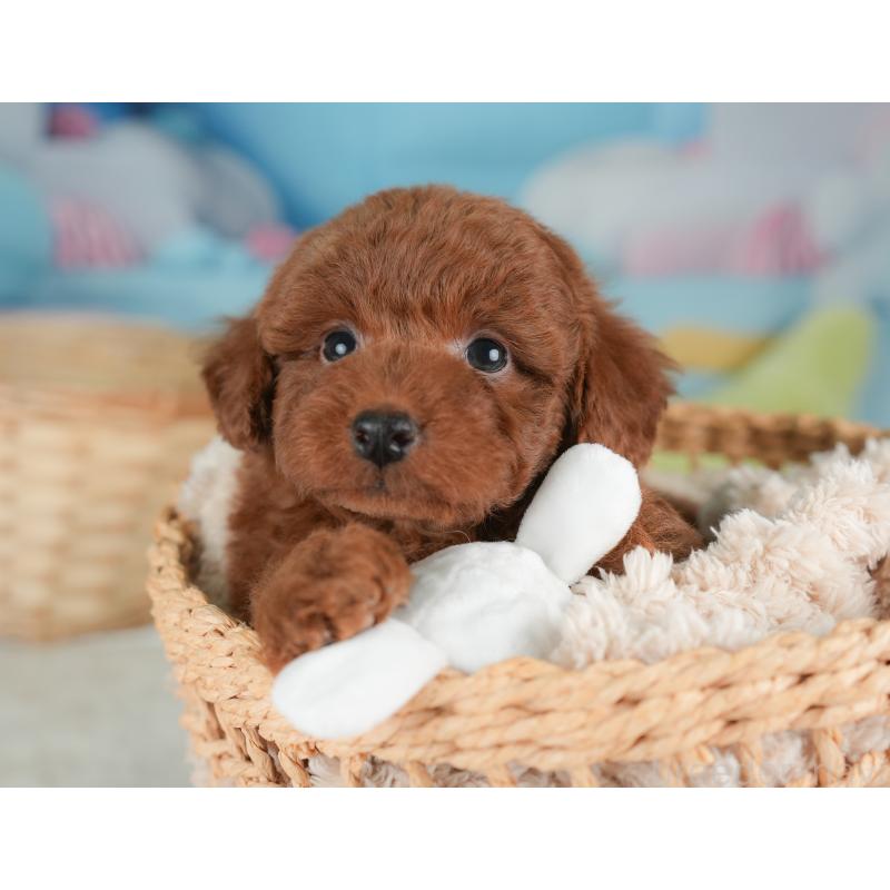 販売中の栃木県のトイプードル-448237