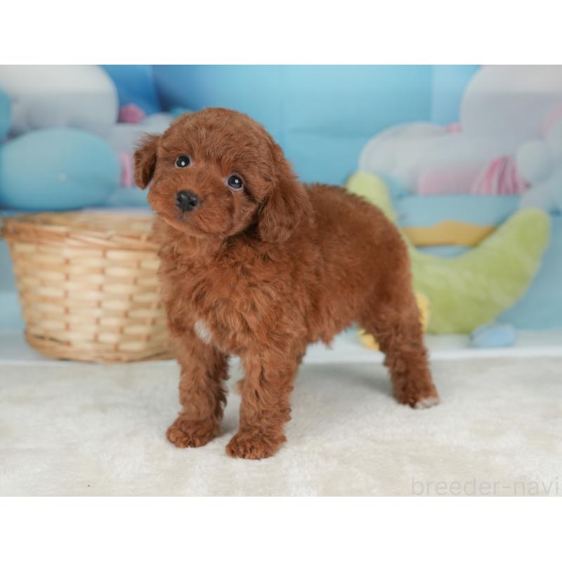 販売中の栃木県のトイプードル-448237の11枚目