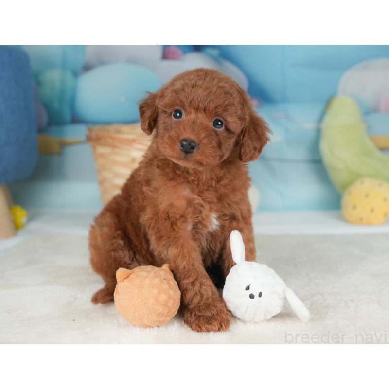 販売中の栃木県のトイプードル-448237の10枚目