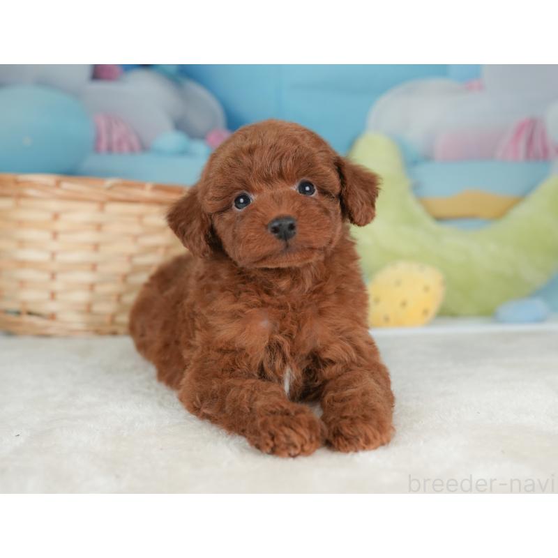 販売中の栃木県のトイプードル-448237の9枚目