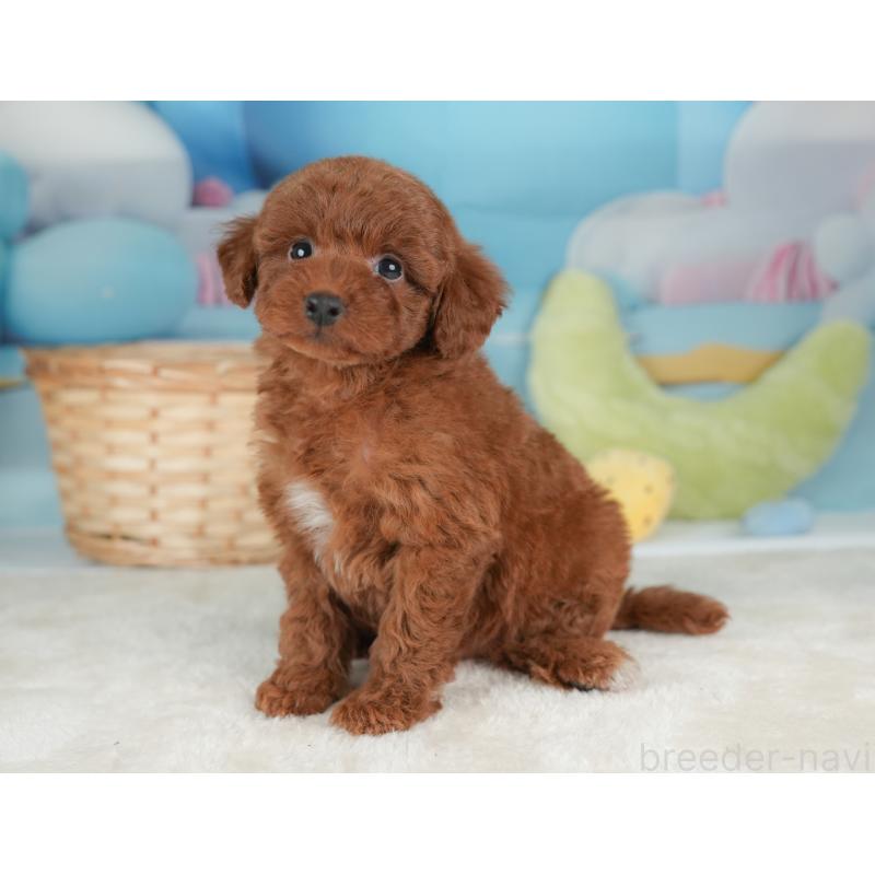 販売中の栃木県のトイプードル-448237の8枚目