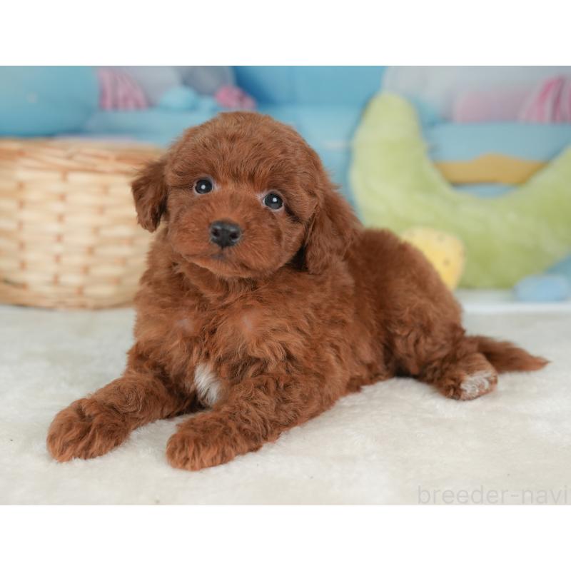 販売中の栃木県のトイプードル-448237の7枚目