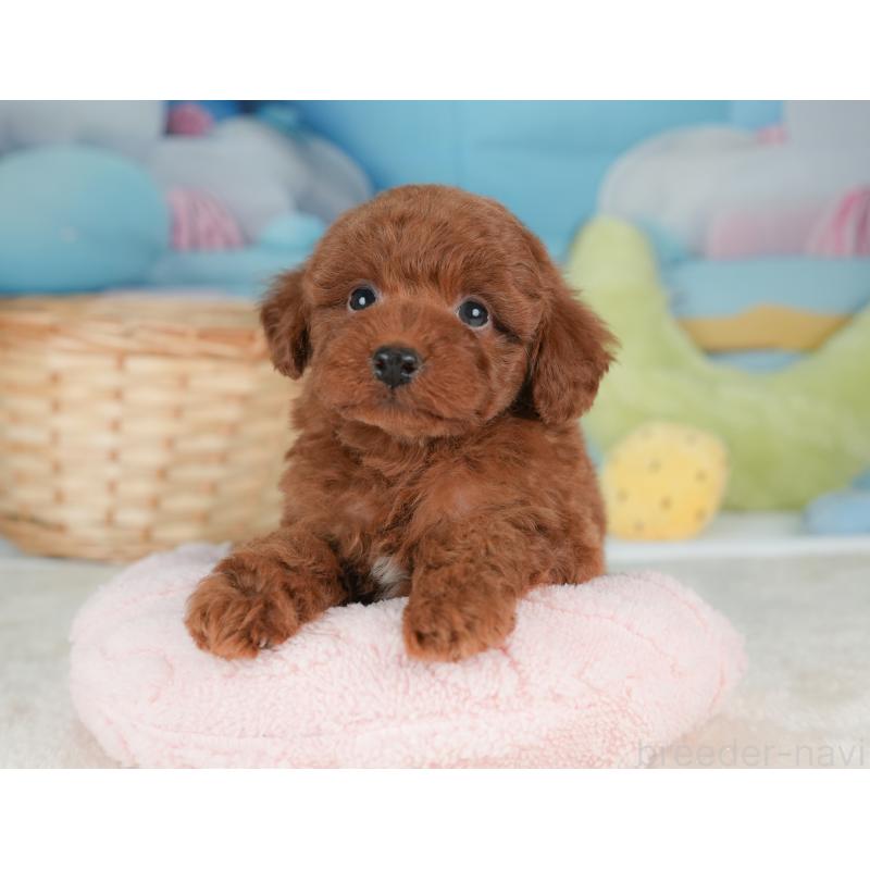 販売中の栃木県のトイプードル-448237の6枚目