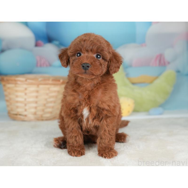 販売中の栃木県のトイプードル-448237の5枚目