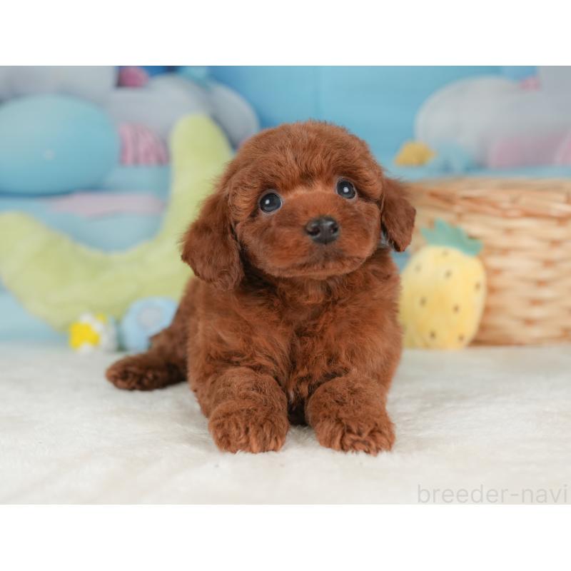 販売中の栃木県のトイプードル-448235の10枚目