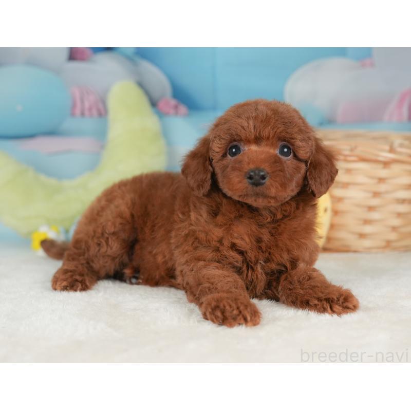 販売中の栃木県のトイプードル-448235の9枚目