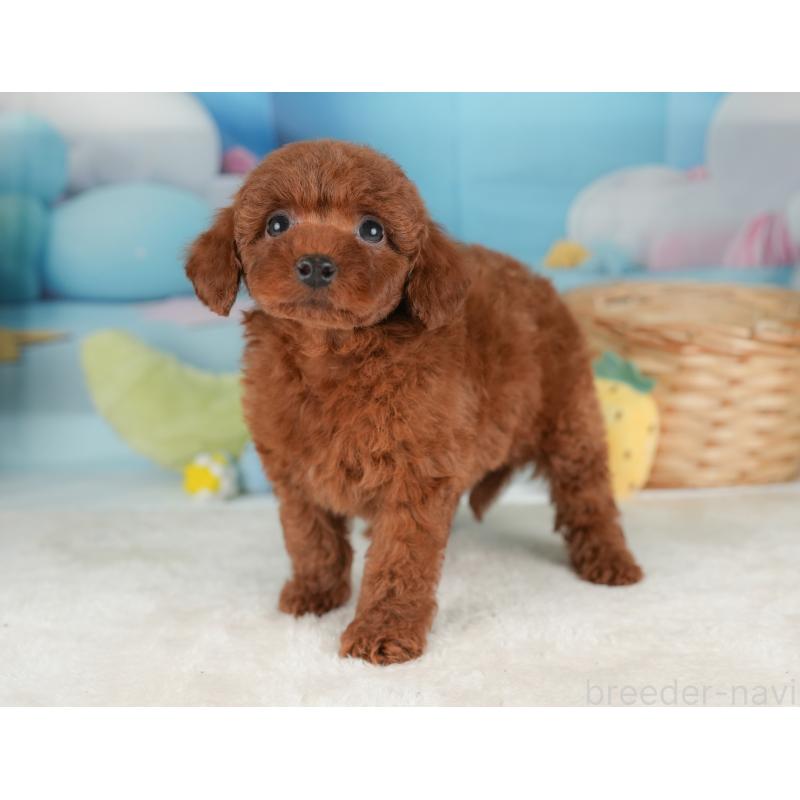 販売中の栃木県のトイプードル-448235の8枚目