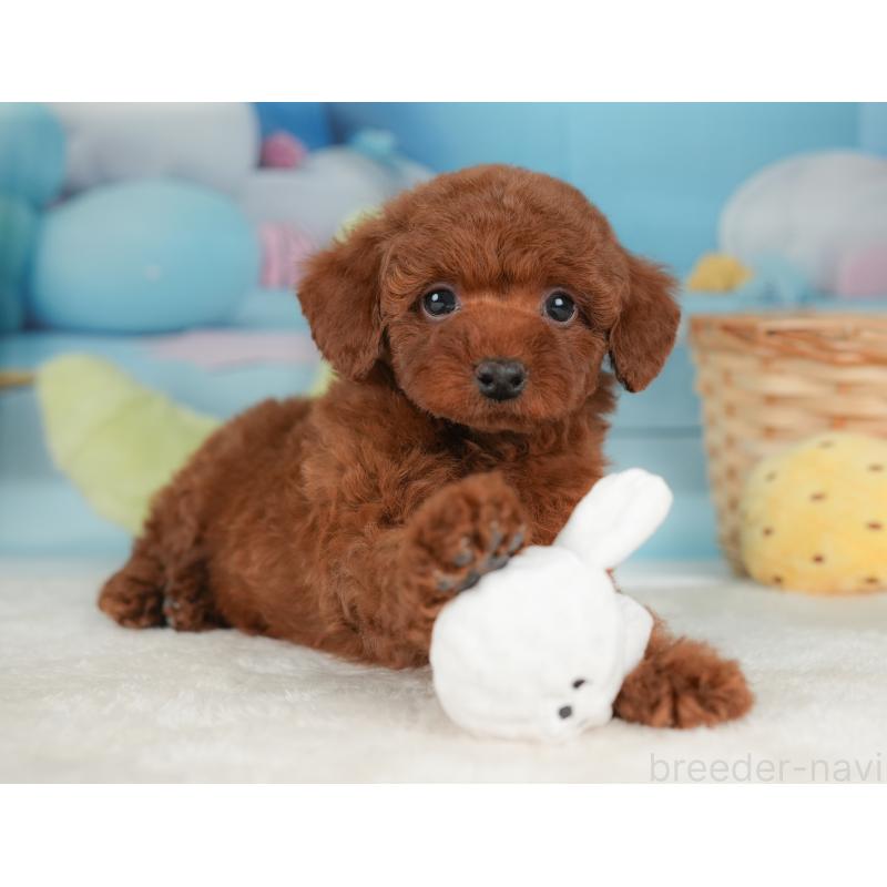 販売中の栃木県のトイプードル-448235の7枚目