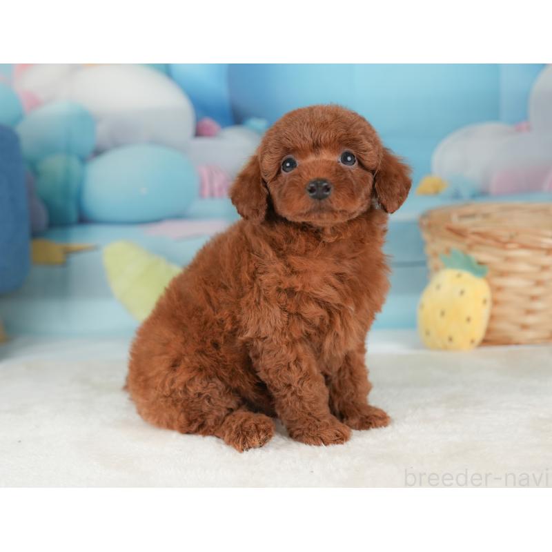 販売中の栃木県のトイプードル-448235の6枚目