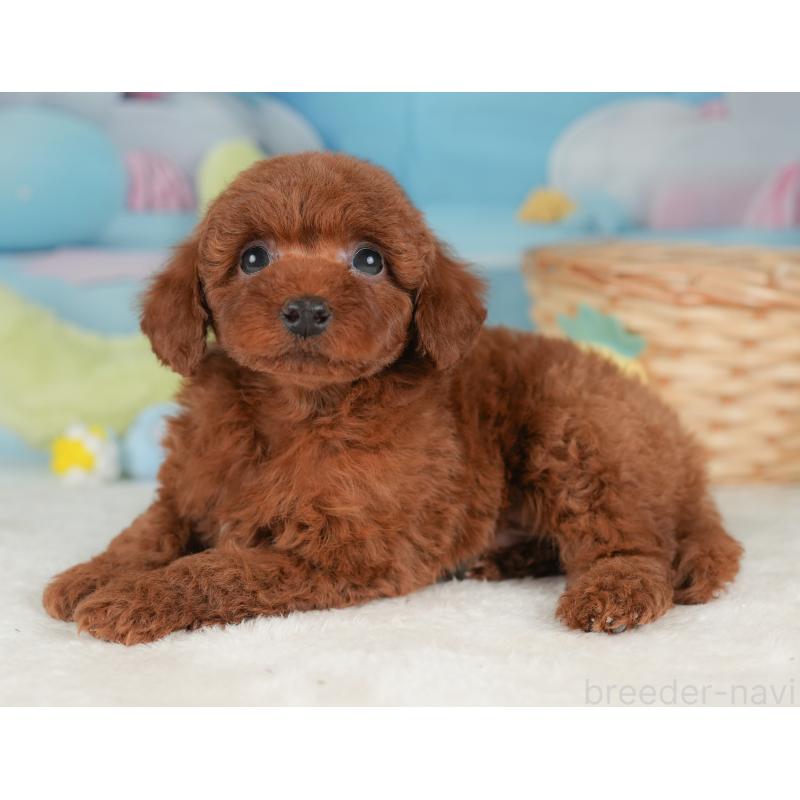 販売中の栃木県のトイプードル-448235の5枚目