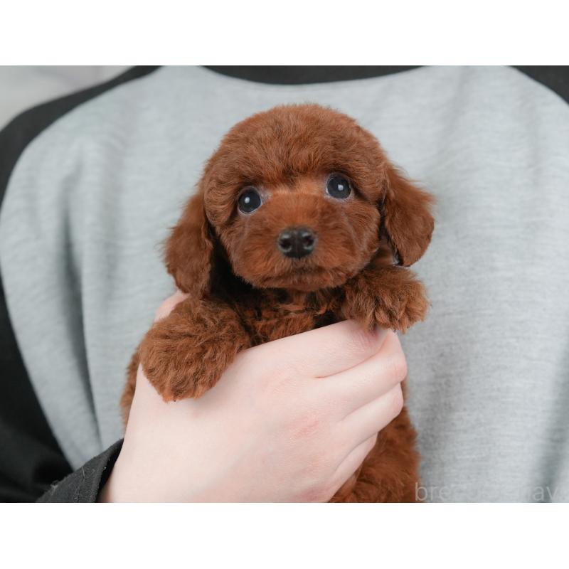 販売中の栃木県のトイプードル-448235の4枚目