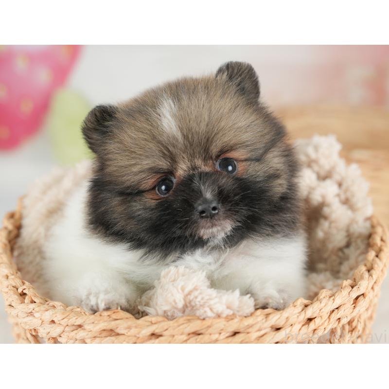 販売中の栃木県のポメラニアン-448234の1枚目