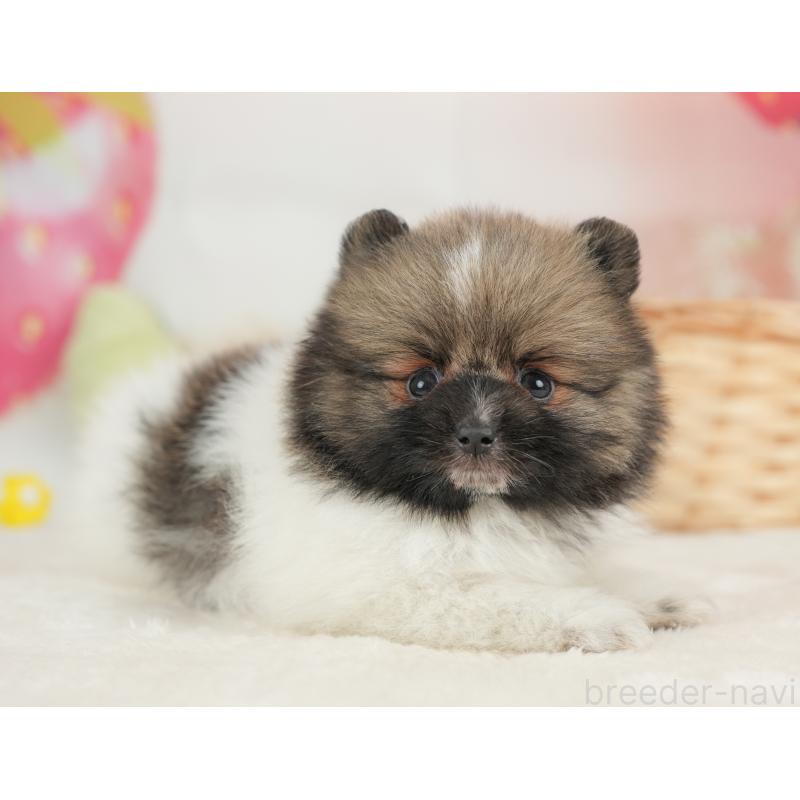 販売中の栃木県のポメラニアン-448234の11枚目