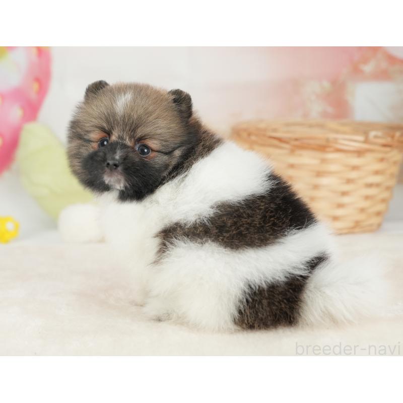 販売中の栃木県のポメラニアン-448234の10枚目