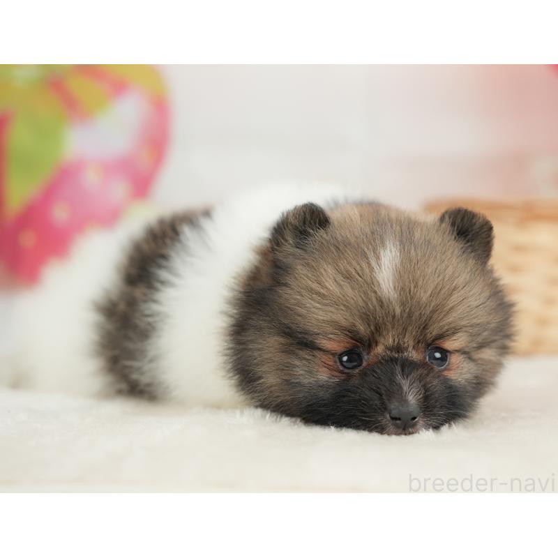 販売中の栃木県のポメラニアン-448234の9枚目