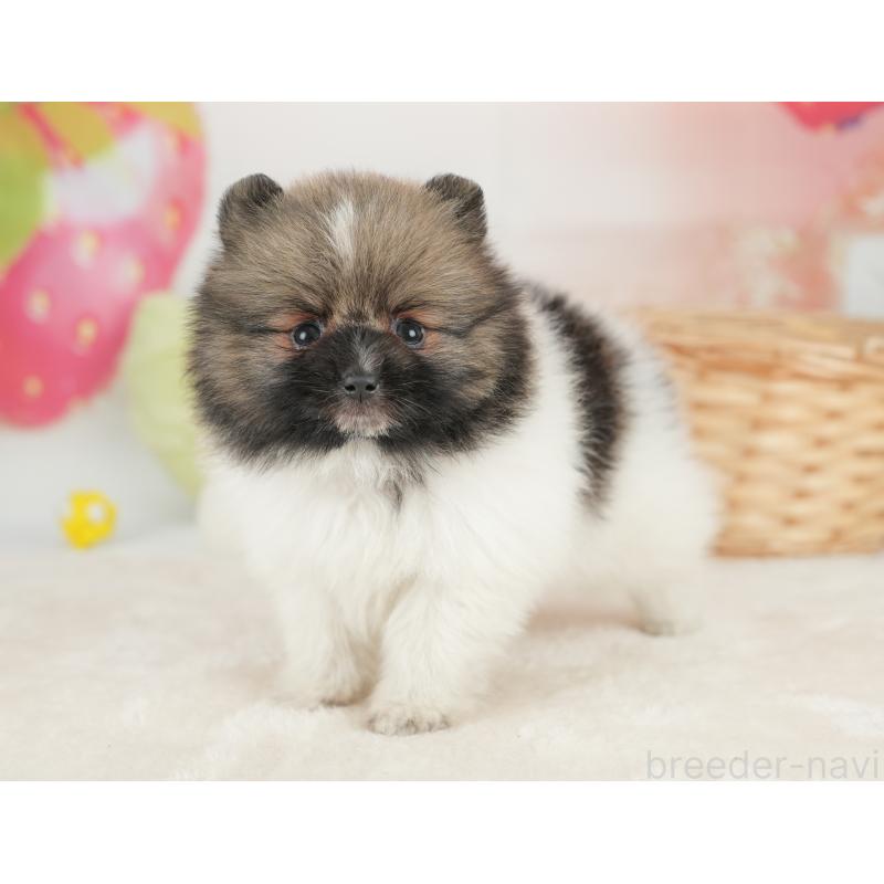 販売中の栃木県のポメラニアン-448234の8枚目