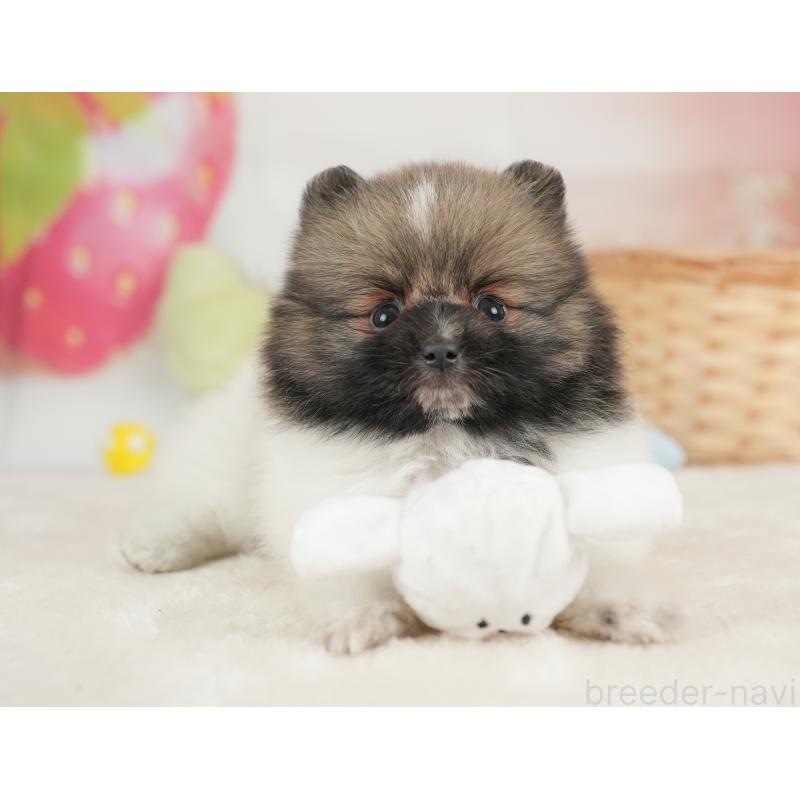 販売中の栃木県のポメラニアン-448234の7枚目