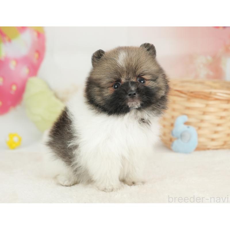 販売中の栃木県のポメラニアン-448234の6枚目