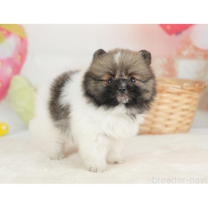 販売中の栃木県のポメラニアン-448234の5枚目