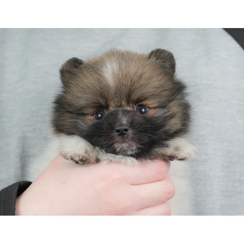 販売中の栃木県のポメラニアン-448234の4枚目