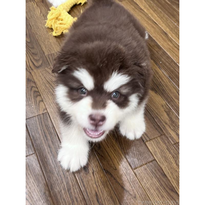 販売中の東京都のアラスカンマラミュート-446193の8枚目