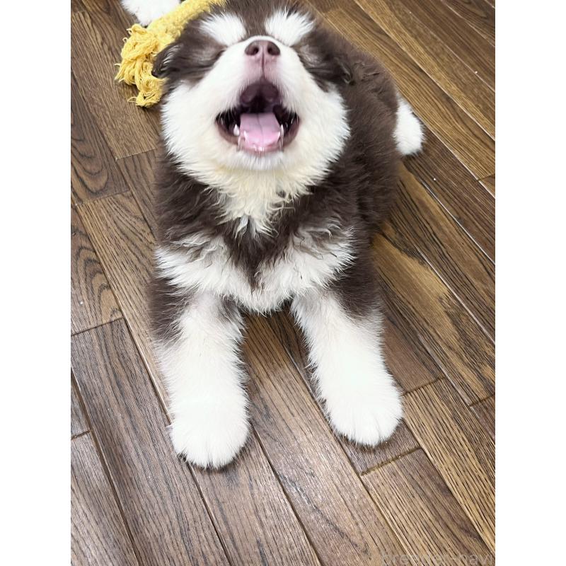 販売中の東京都のアラスカンマラミュート-446193の7枚目