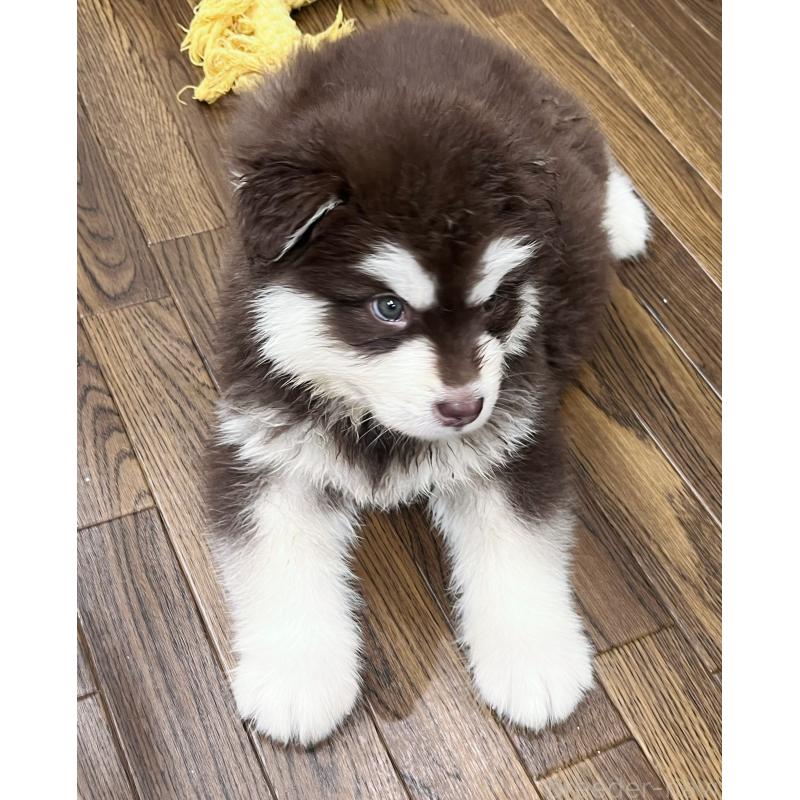 販売中の東京都のアラスカンマラミュート-446193の5枚目