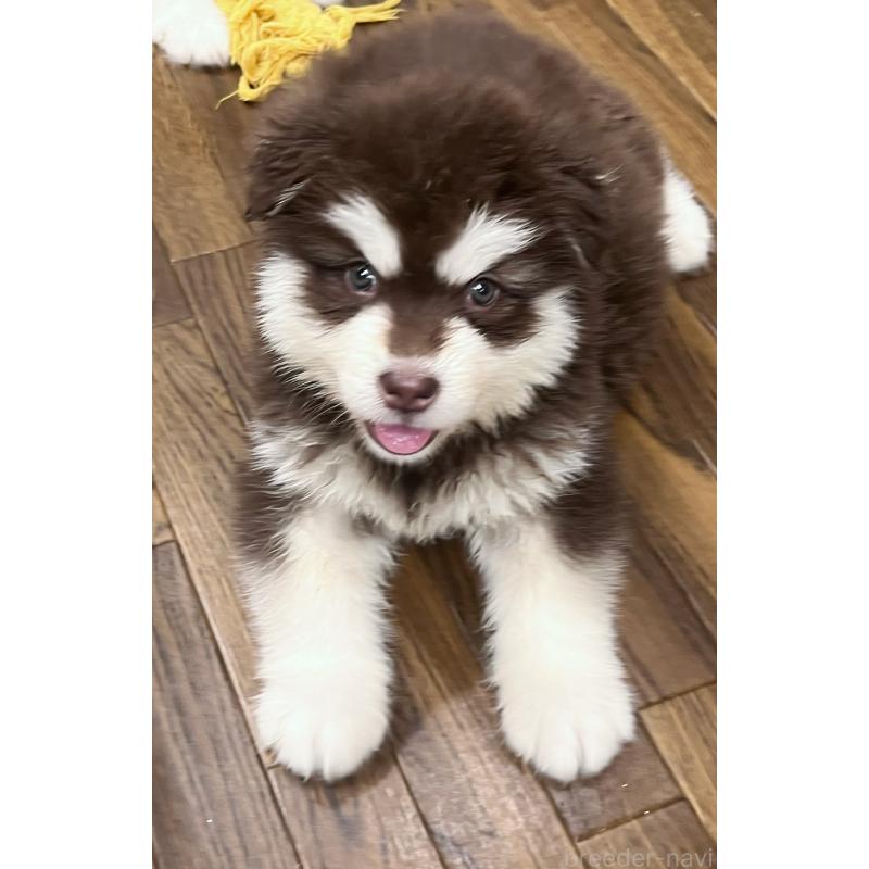 販売中の東京都のアラスカンマラミュート-446193の3枚目