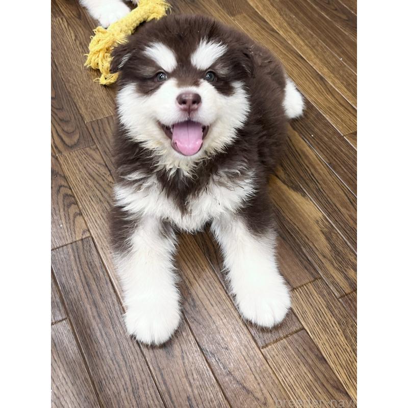 販売中の東京都のアラスカンマラミュート-446193の2枚目