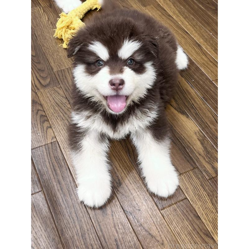 販売中の東京都のアラスカンマラミュート-446193