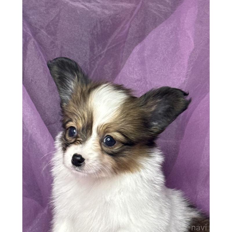 販売中の三重県のパピヨン-447971の9枚目