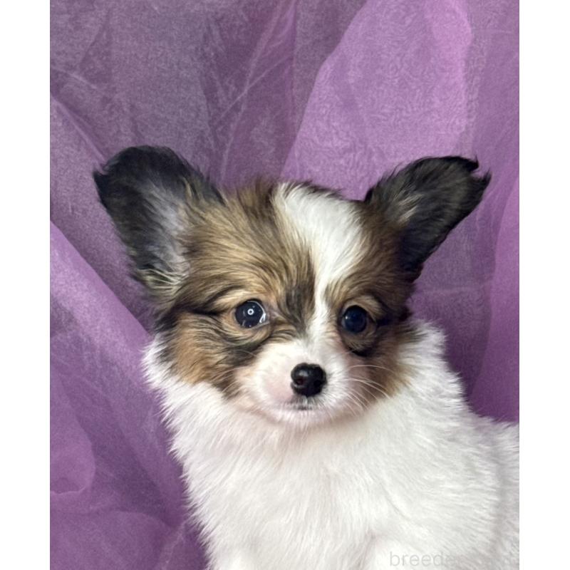 販売中の三重県のパピヨン-447971の8枚目