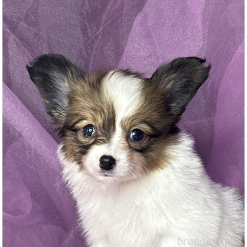 販売中の三重県のパピヨン-447971の7枚目