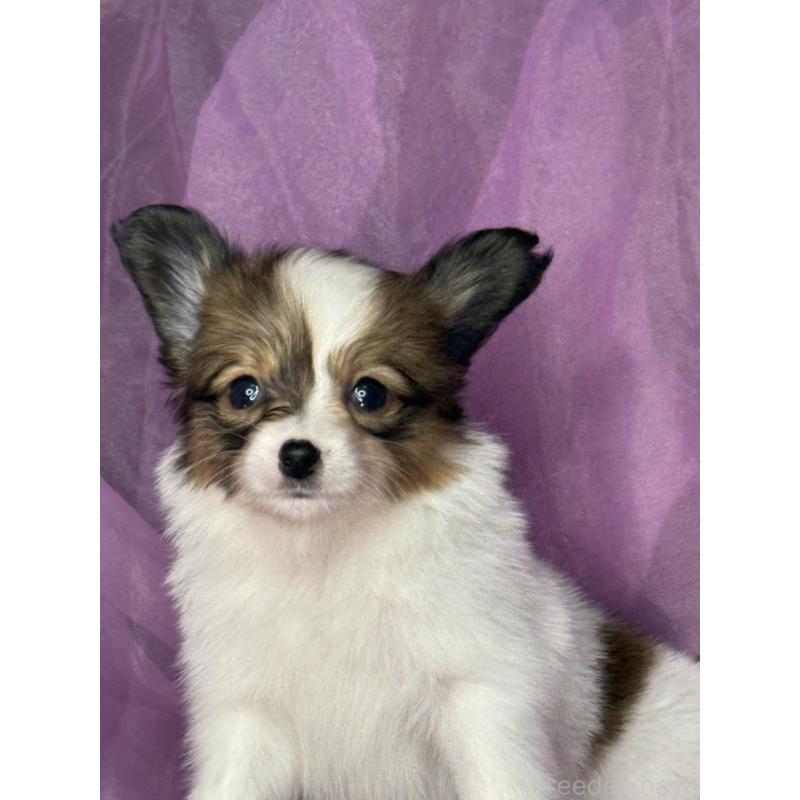 販売中の三重県のパピヨン-447971の6枚目