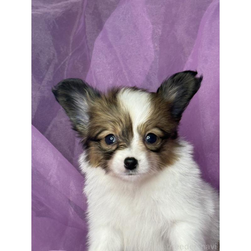 販売中の三重県のパピヨン-447971の5枚目