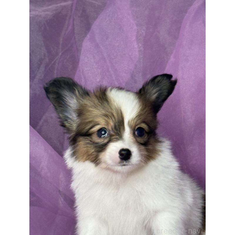 販売中の三重県のパピヨン-447971の3枚目