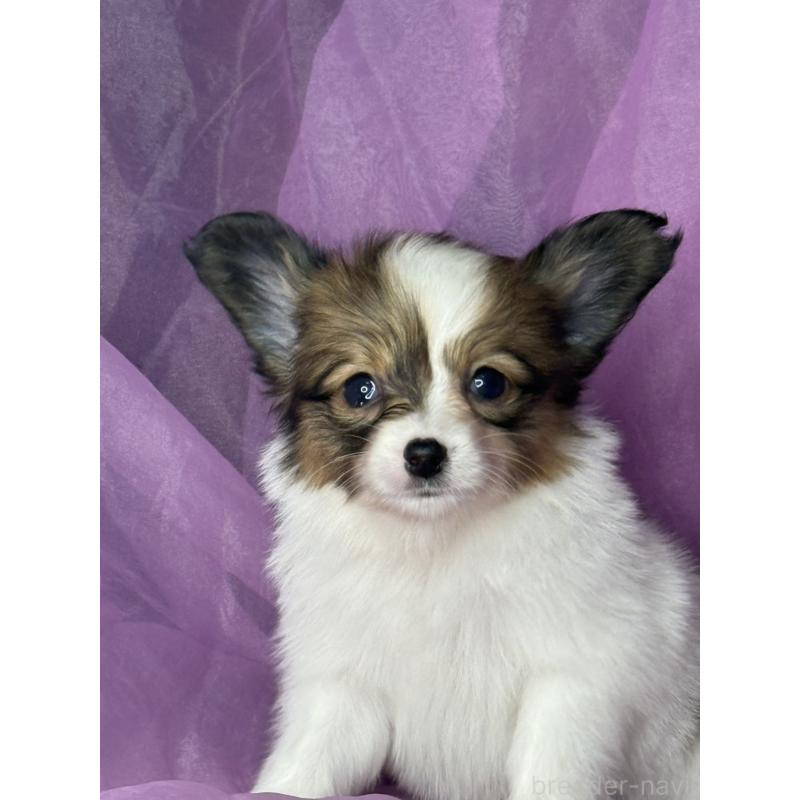 販売中の三重県のパピヨン-447971の2枚目